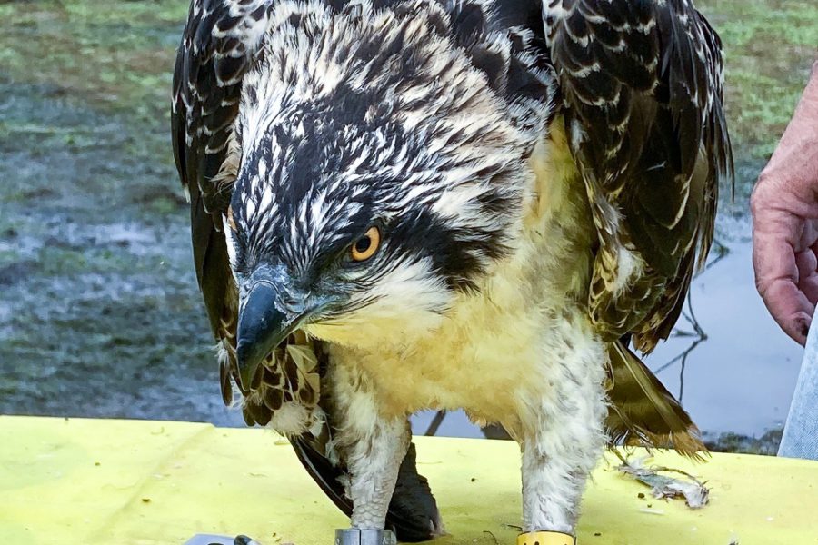 Anillados los dos primeros pollos de águila pescadora nacidos en la Bahía de Santander