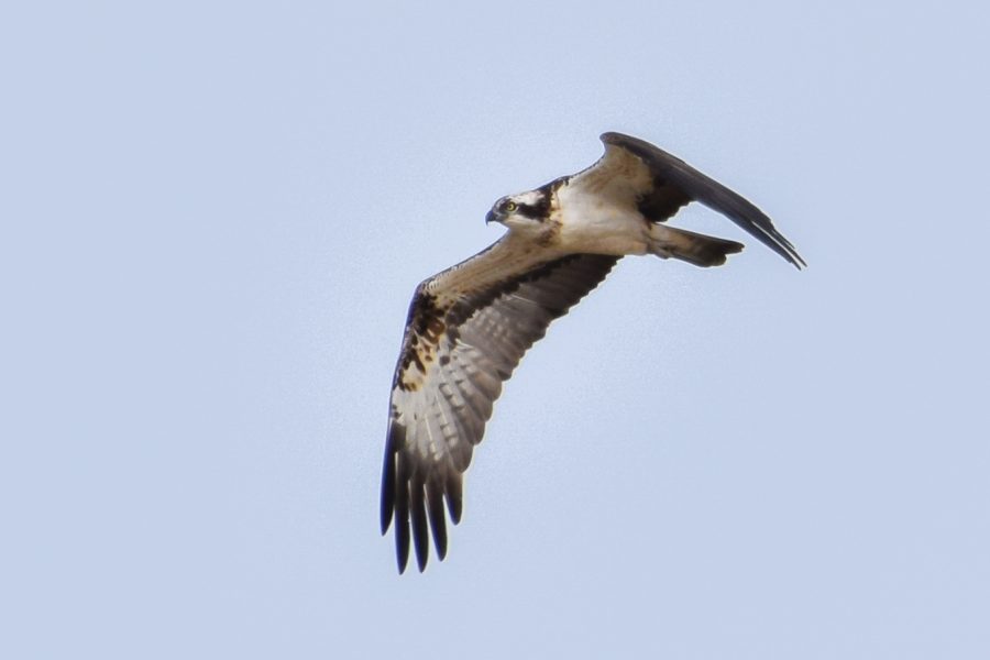 Tres águilas pescadoras pasarán el invierno en la Bahía de Santander