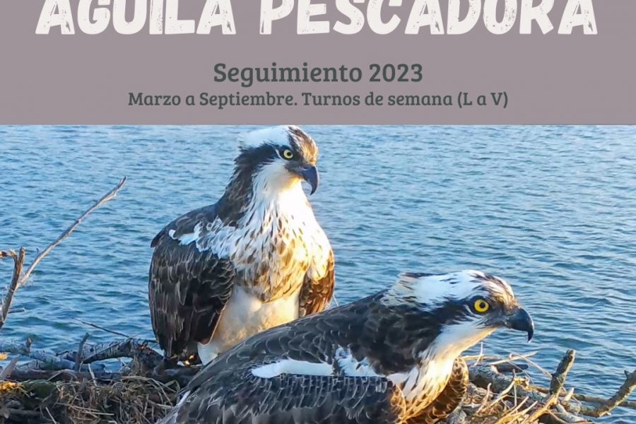 V o l u n t a r i a d o  –   Águila pescadora   Campaña de seguimiento marzo – septiembre 2023