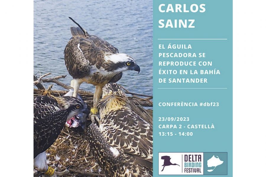 El águila pescadora se reproduce con éxito en la Bahía de Santander. Delta Birding Festival
