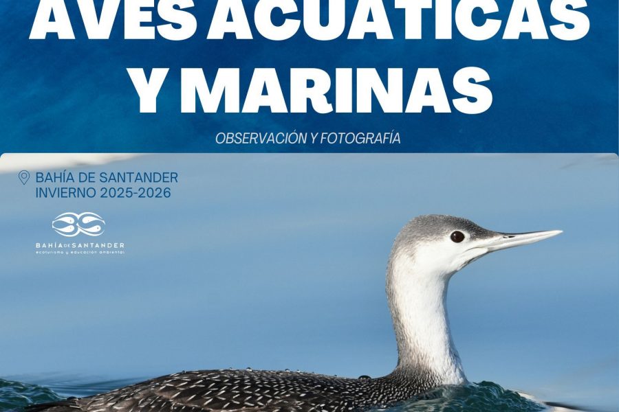 Rutas en Barco para la observación y fotografía de Aves Acuáticas y Marinas, invierno 2025-2026