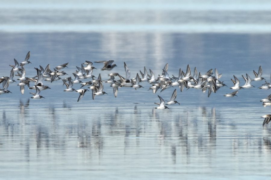 Censo de aves en el estuario del Miera y la Marisma del Conde – NOVIEMBRE 2025