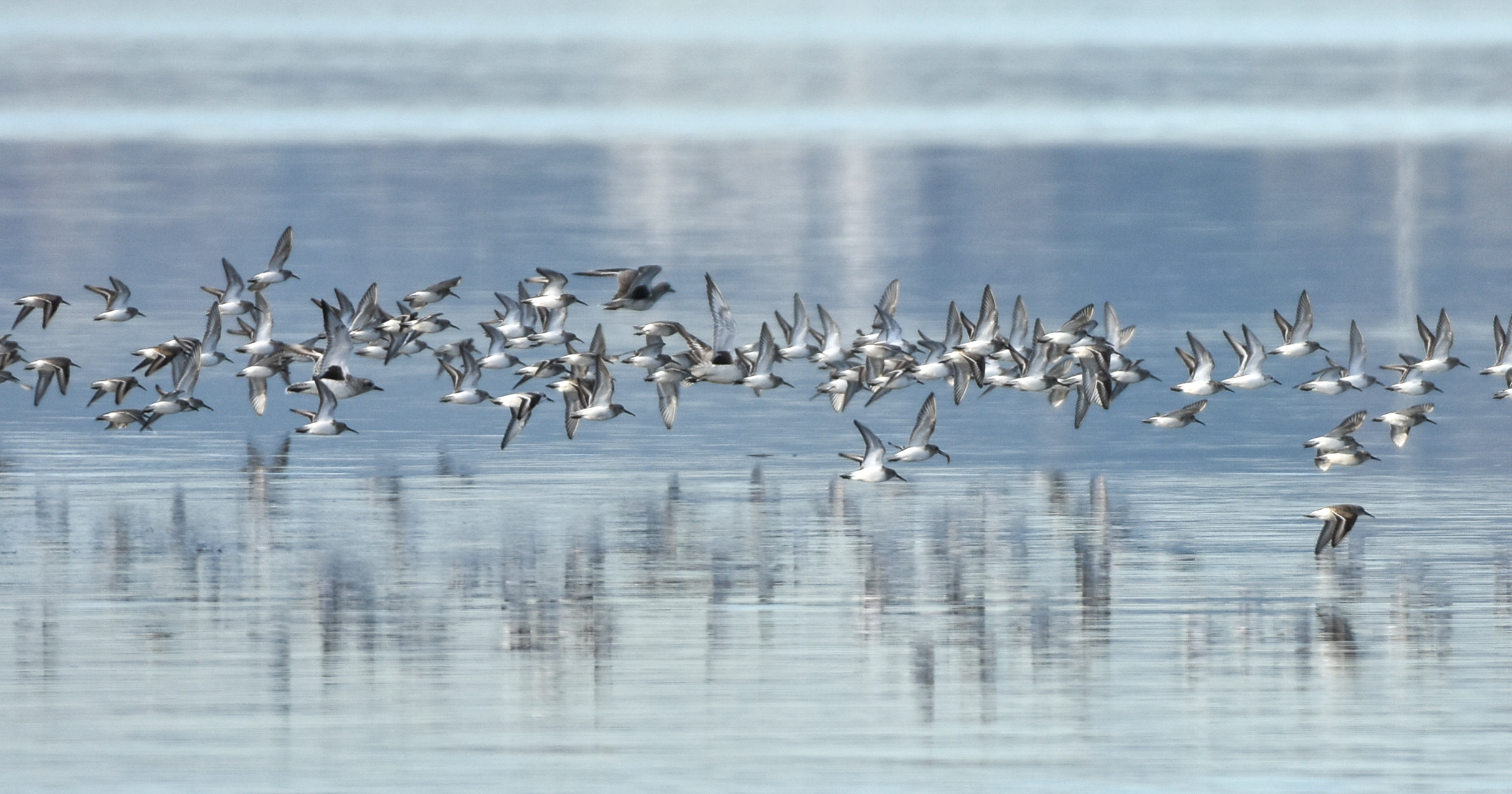 Censo de aves en el estuario del Miera y la Marisma del Conde – NOVIEMBRE 2025