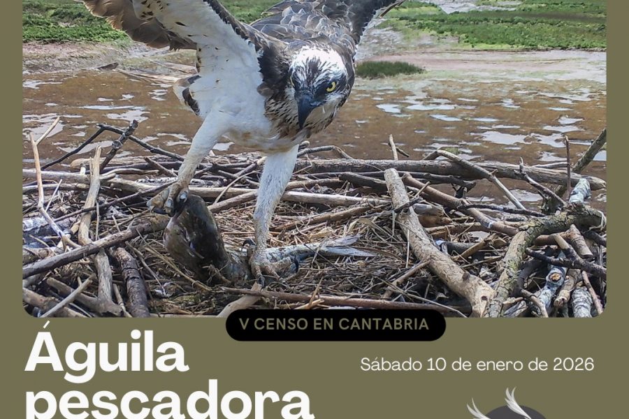 V Censo de Águila pescadora invernante en Cantabria