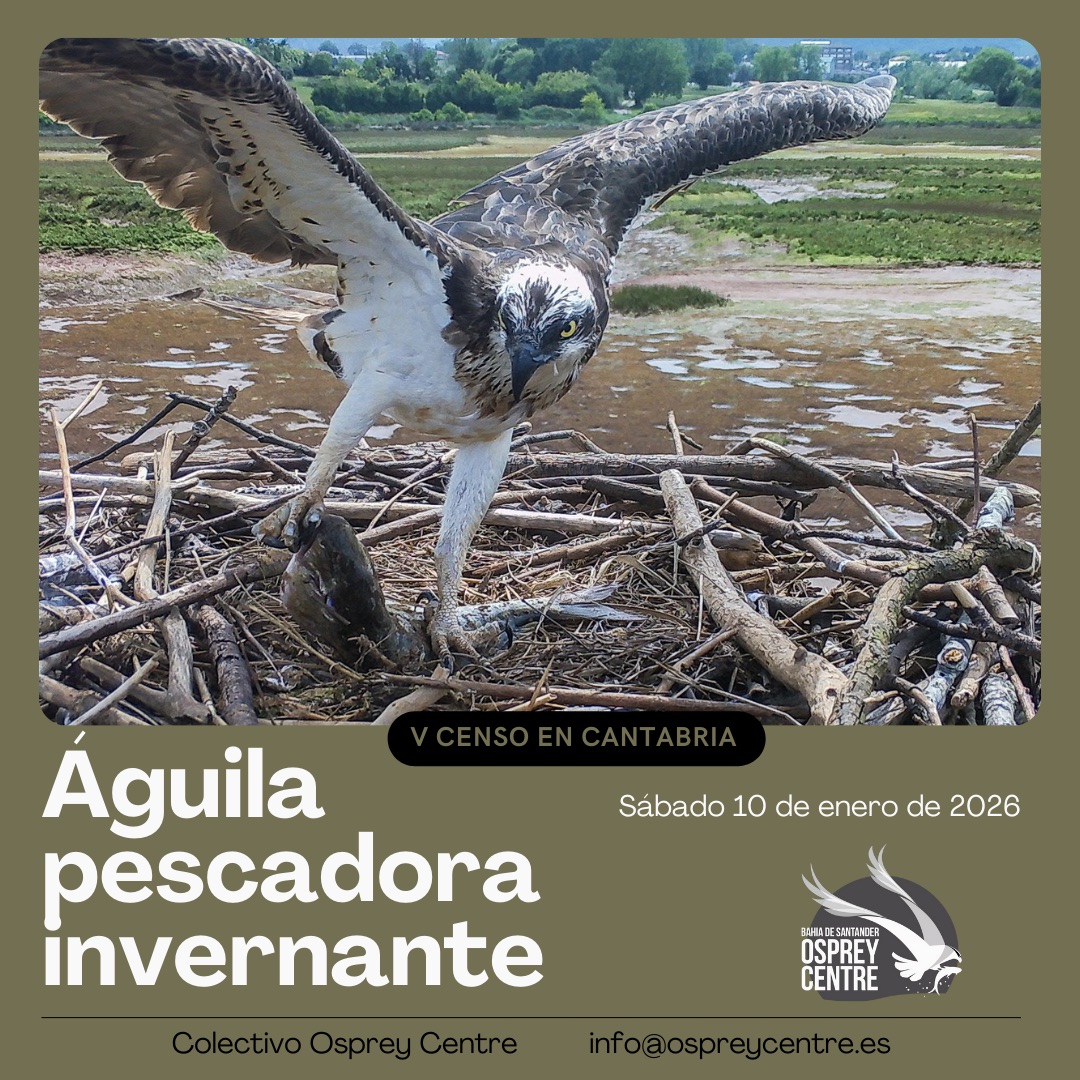 V Censo de Águila pescadora invernante en Cantabria