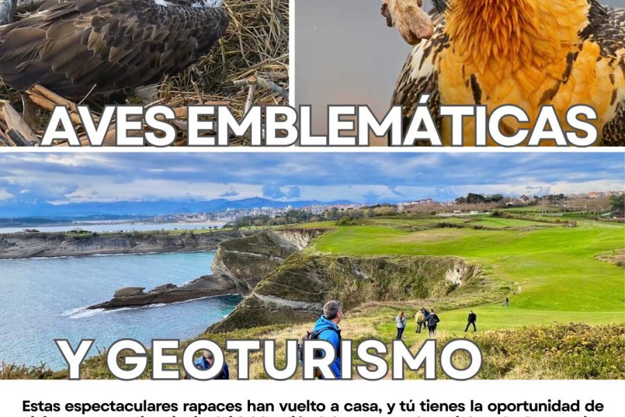 Experiencia en Picos de Europa y la Bahía de Santander. Quebrantahuesos y Águila pescadora